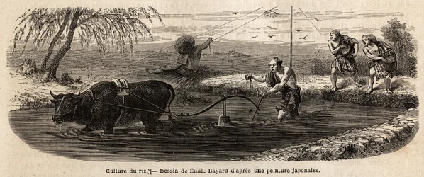 The Cultivation of Rice: First Stage