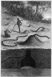 The Gigantic Earthworm from Australia: "Megascolides australis". Engraving in "La Nature: revue des sciences et de leurs applications aux arts et à l