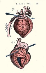 The heart. Anatomical board after “Anatomy” by Erasmus Bartholin (Erasmus Bartholinus) (1625 - 1698) Danish doctor and physicist. 17th century
