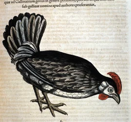 The hen after the Historia Animalium by Conrad Gesner, Tiguri 1560. Biblioteca Nazionale Braidense, Milan