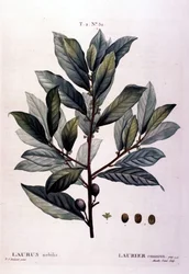 The Laurel. 19th Century Herbarium