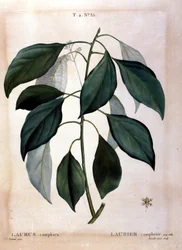 The laurel: camphor. 19th century herbarium