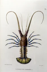 The lobster. 19th century