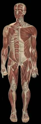 The muscles of the head, trunk and extremities on the anterior part of the body. In 