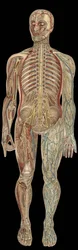 The nervous system. board in 