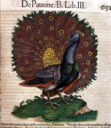 The peacock after the Historia Animalium by Conrad Gesner, Tiguri 1560. Biblioteca Nazionale Braidense, Milan