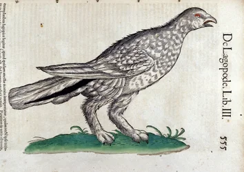 The ptarmigan in Historia Animalium by Conrad Gesner