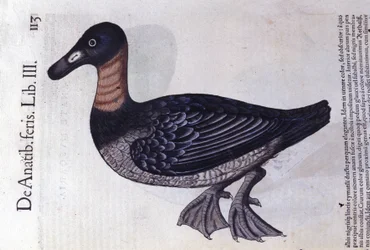 The Red-Neck Duck - from Historiae Animalium by Konrad Gesner, Tiguri