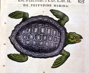 The sea turtle, according to the Historia Animalium of Conrad Gesner, Tiguri 1560.