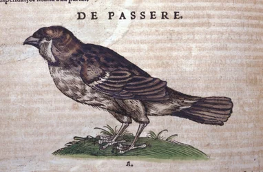 The sparrow in Historia Animalium by Conrad Gesner