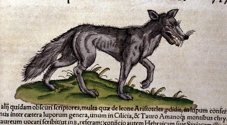 The wolf after the Historia Animalium by Conrad Gesner, Tiguri 1560. Biblioteca nazionale Braidense. Milan