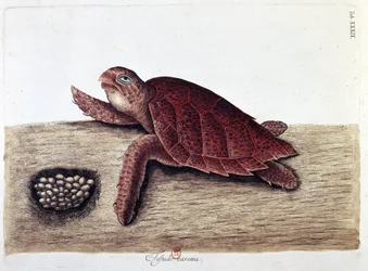 Turtle and Its Eggs - Natural History Board, B.N.