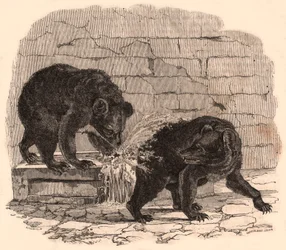 Two bears playing in a trough in the bear pit of the Museum of Natural History