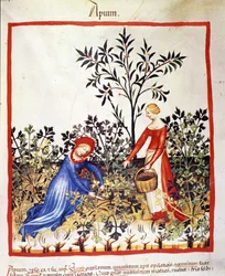 Two women are picking parsley. Illumination from 