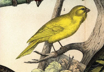 A canary - in 
