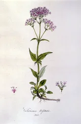 Valerian. 19th century engraving