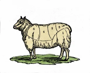 Various pieces of sheep butcher. Late 19th century illustration.
