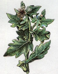 Venenous botanical plants: up to