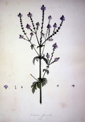 Verbena officinalis. 19th century herbarium