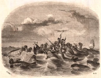 View of a group of English sailors chasing a herd of walrus in 1818 off the coast of Spitsbergen