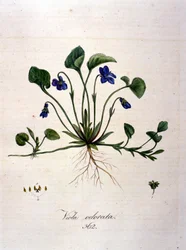 Violet
