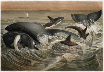 Whale and Orca - engraving from 