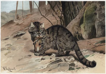 Wild Cat - Engraving from 