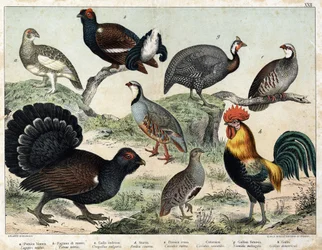 Alpine lagoon (Lagopus mutus), Tetras lyre (Tetrao tetrix), Great tetras (Urogallus vulgaris), Ash partridge (Partrix cinerea), Red partridge (caccabis rubra), bartavelle (caccabis saxatis), guinea fowl (Numida meleagris), Rooster
