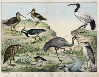 a: Black-crowned night heron (Nycticorax nycticorax), b: Little bittern (Ixobrychus minutus), c: Eurasian bittern (Botaurus stellaris), d: Common crane (Grus grus), e: Sacred ibis (Threskiornis aethiopicus), f: Eurasian woodcock (Scolopax rusticola), g: Co