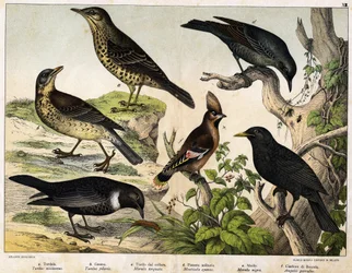 a: Mistle Thrush (Turdus viscivorus), b: Fieldfare (Turdus pilaris), c: Ring Ouzel (Merula torquata), d: Blue Rock Thrush (Monticola cyanus), e: Common Blackbird (Merula nigra), f: Bohemian Waxwing (Ampelis garulus)
