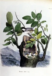 A board representing a common bird (or sparrow) near its nest
