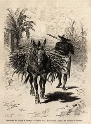 A cane merchant and his mule in Cartago (Costa Rica), the only merchant who animates the empty streets of the city. Engraving to illustrate the voyage to New Granada, by Dr. Saffray, in 1869, published in “Le tour du monde” 1873, edited by Edouard Charton