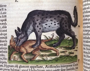 A hyena attacking a dog from Historiae animalium by Conrad Gesner