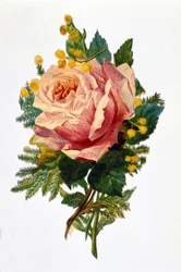 A rose