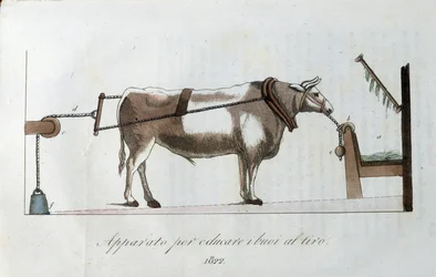 Apparatus for accustoming oxen to the line