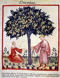 Apples picking. Illumination from 