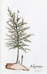 Asparagus
