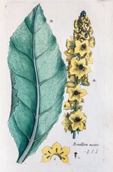 Black Mullein