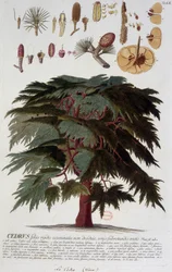 Botanical board: Cedar, 19th century