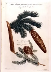 Botanical Board: A Pine Cone and a Branch