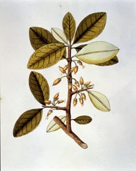 Botanical board depicting the coca plant from the herbary of Nicolas Joseph Jacquin Selectarum Stirpium Americanarum Historia