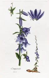 Campanula (Peach-leaved Bellflower)