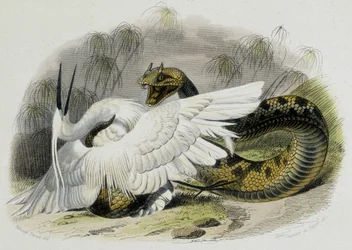 Ceraste (Snake of the Viper Family) Beating a Bird. 19th Century Engraving from the Drawing of the French Naturalist Lacepede (1756-1709)