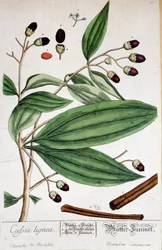 Cinnamon of Malabar (India) - botanical board