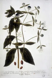 Coffee seed plant in a 19th century herbarium.