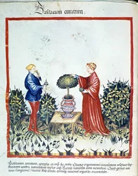 Collect Basil. Illumination from the Trade of Medicine and Dietetics Tacuinum Sanitatis After the Trade of Medicine Kitabtaqwim as-sihha by Ibn Butlan