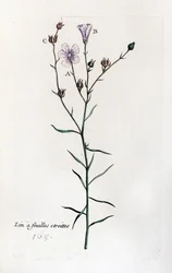 Dry-leaved Flax