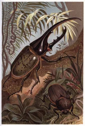 Dynaste Hercules, Scarab Beetle - The Hercules Beetle