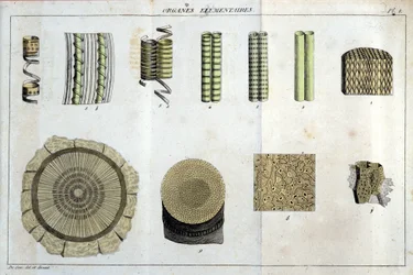 Elemental organs: in 