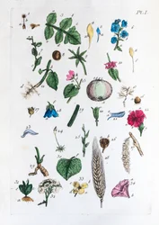 Elementary table of figures and their names in Flora Parisiensis